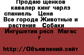 Продаю щенков кавалер кинг чарлз спаниель › Цена ­ 40 000 - Все города Животные и растения » Собаки   . Ингушетия респ.,Магас г.